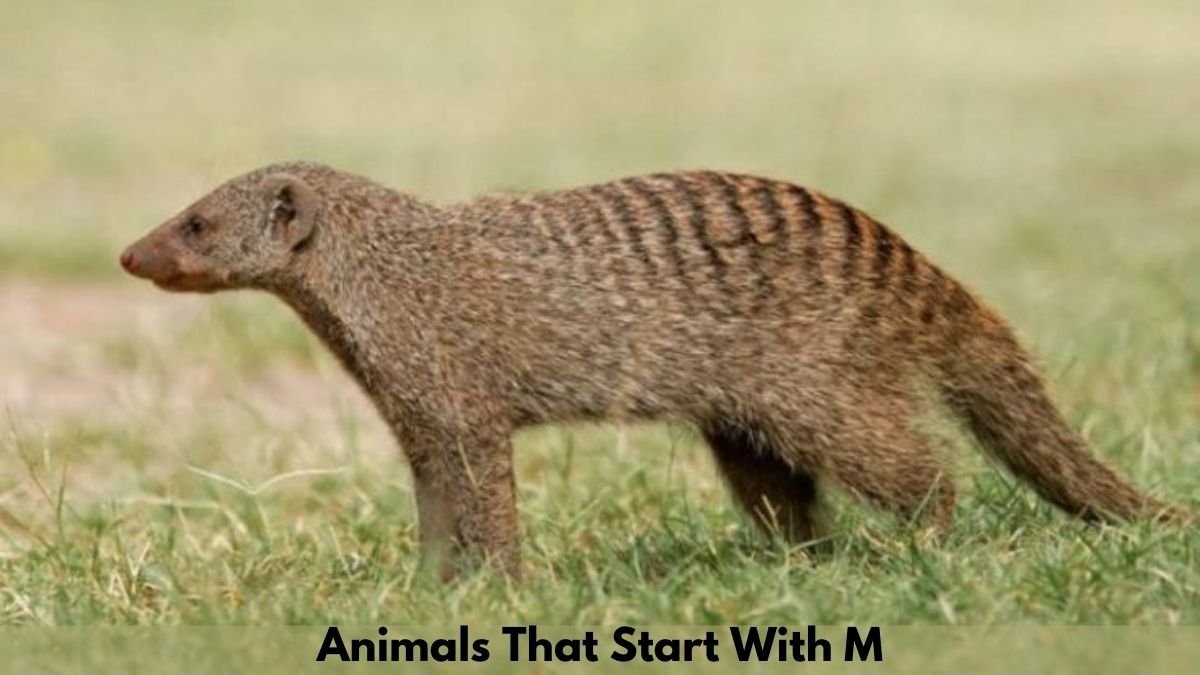 Animals that Start with M: Popular Animals Starting with M