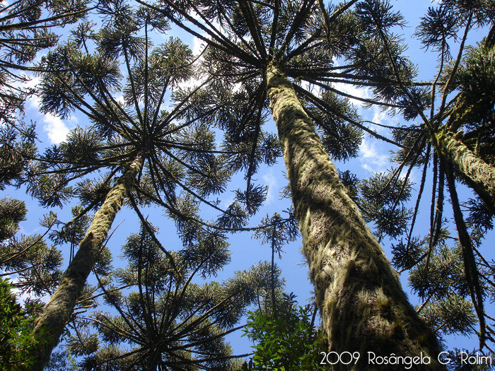Porquê manejar floresta de Araucaria ajuda na sua preservação? 