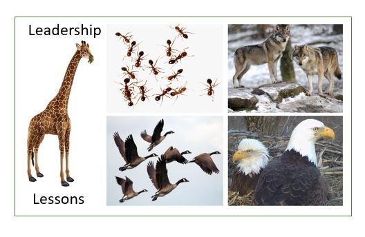 27 Leadership Lessons From Ants, Geese, Wolves, Eagles, Giraffes...