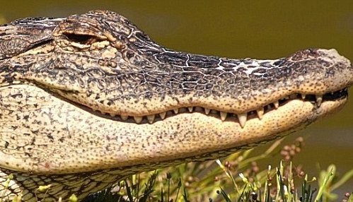 Beware of the smiling Crocodile!