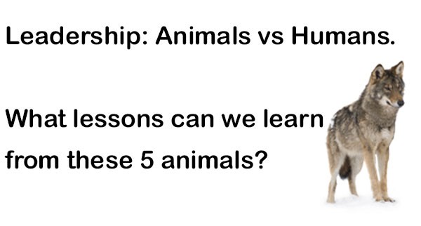 Leadership: Animals vs Humans. What lessons can we learn from these 5  animals?