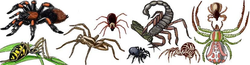 Risks in Iraq - Animals, reptiles and Insects - Part 3 (spiders, scorpions, insects)