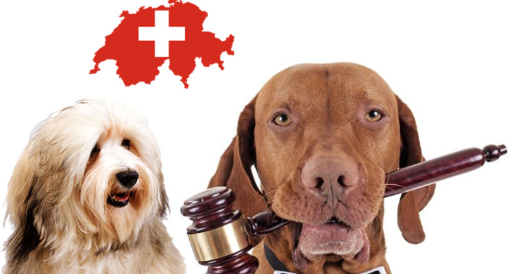 What Can We Learn from Switzerland's Strong Animal Welfare Laws