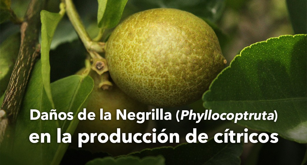 Daños de la negrilla (Phyllocoptruta oleivora) en la producción de cítricos