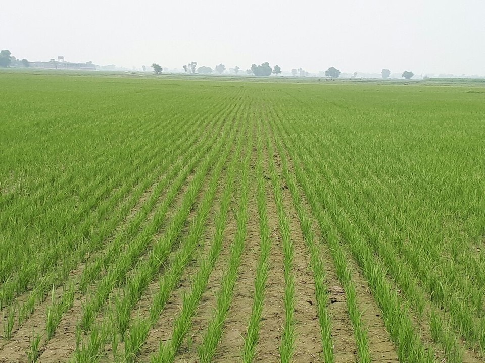 Direct Dry Seeding of Rice (DSR), an Ultimate Pathway for