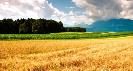 Who should own Canadian farmland? And how can we best protect it?﻿