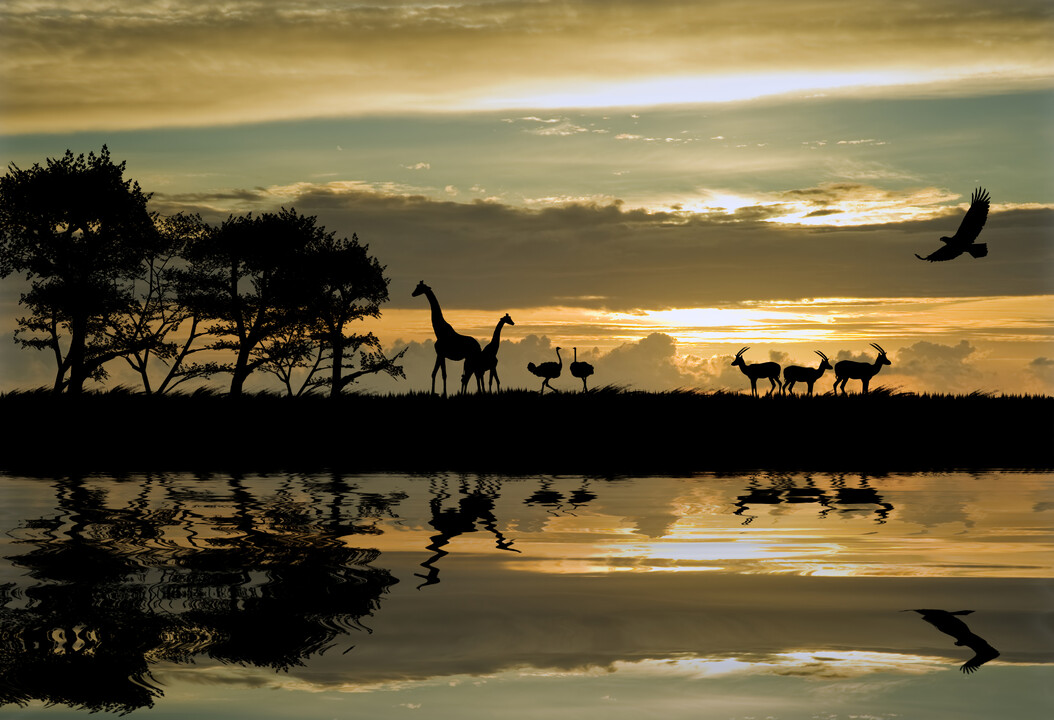 10 Reasons to Use a Travel Advisor Familiar with Africa Travel