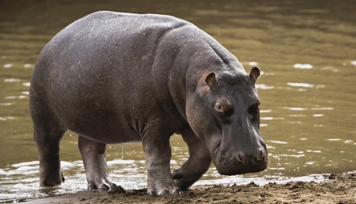 Highest Paid Person's Opinion (HiPPO) vs. Geek - Why Human Resources Needs To Get More Geeky