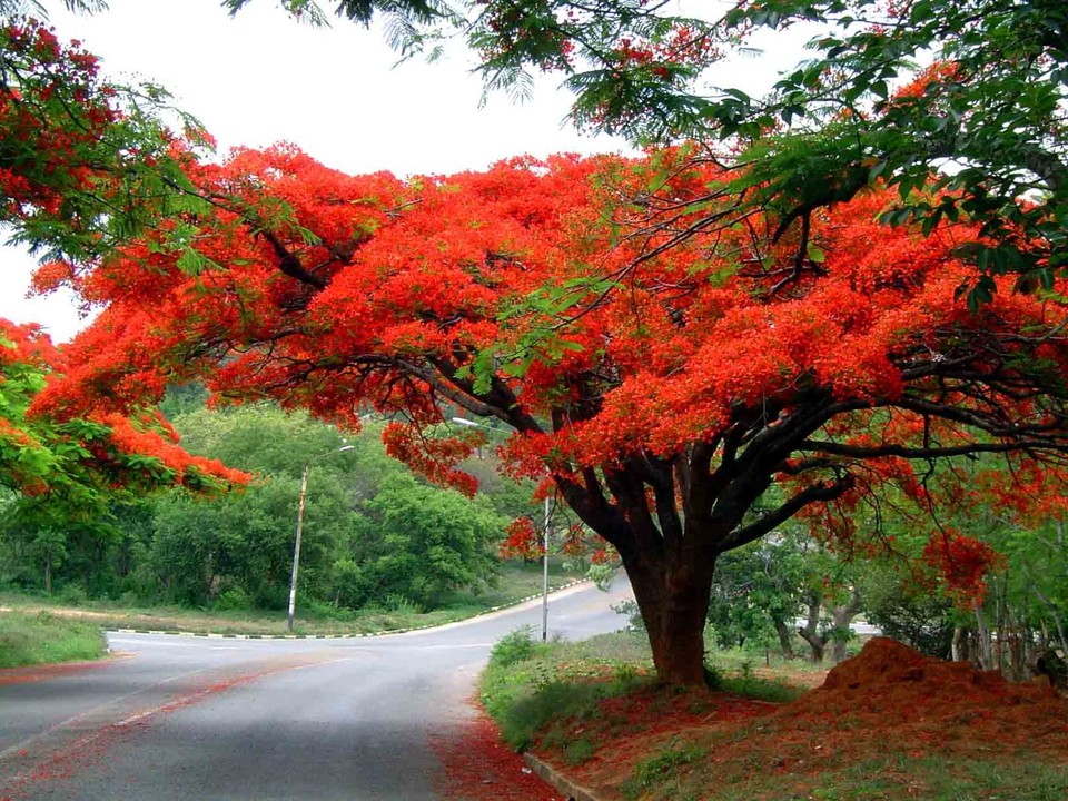 Flame of the forest (Delonix regia)