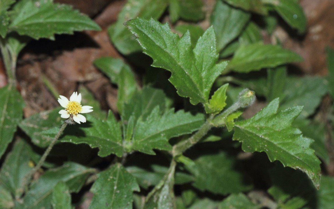 Antimicrobial activities of Tridax Procumbens (Tridax Daisy)
