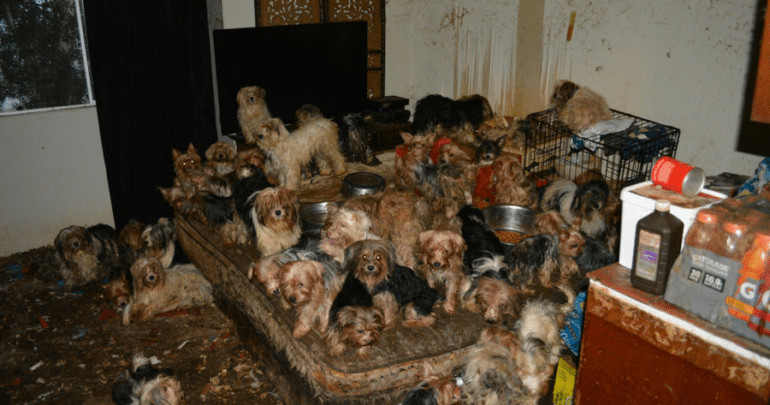 Animal hoarding needs to be included in mental health inquiry