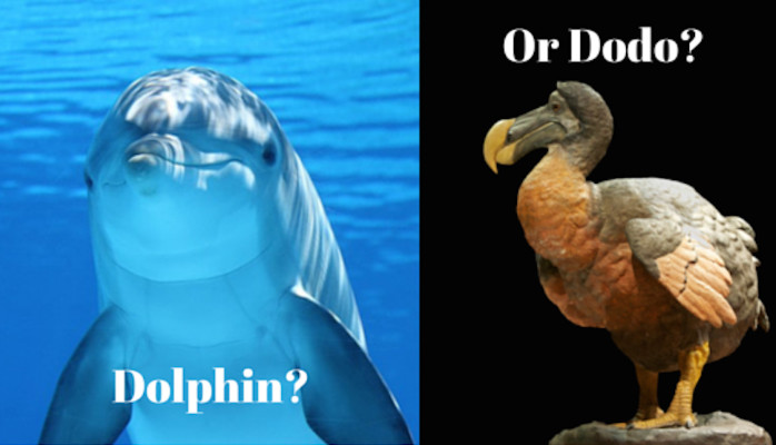 Are You a Dolphin, or a Dodo?