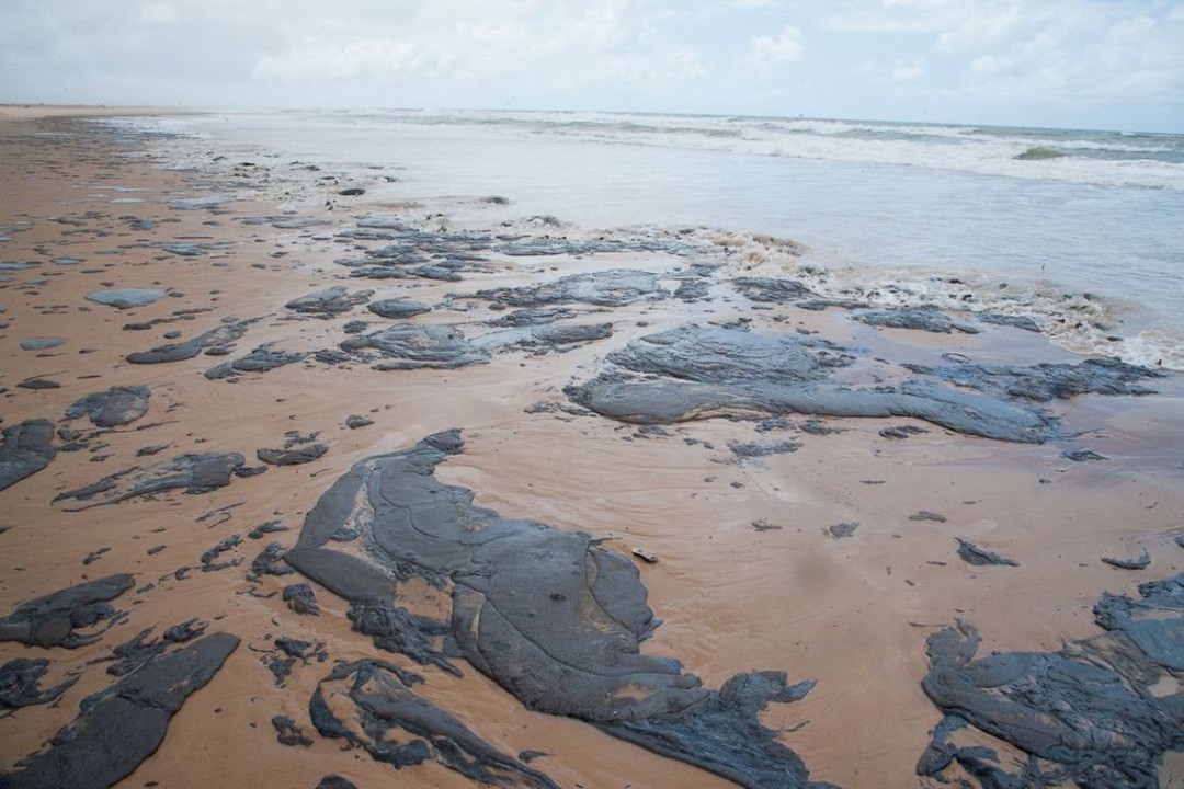 Mancha de óleo atinge animais no litoral nordestino