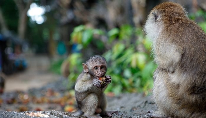 What does the 100th Monkey have to do with your Culture?