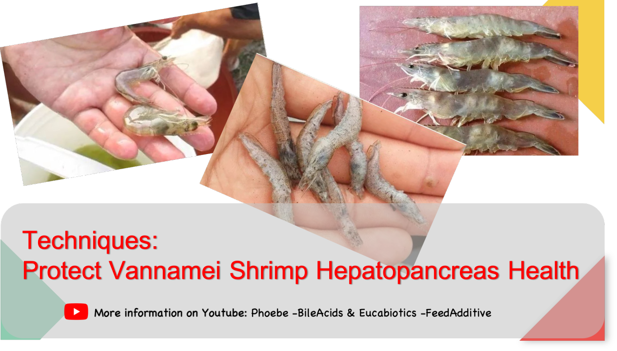 Rechazar Hecho para recordar agujero Técnicas: proteger la salud del hepatopáncreas del camarón blanco