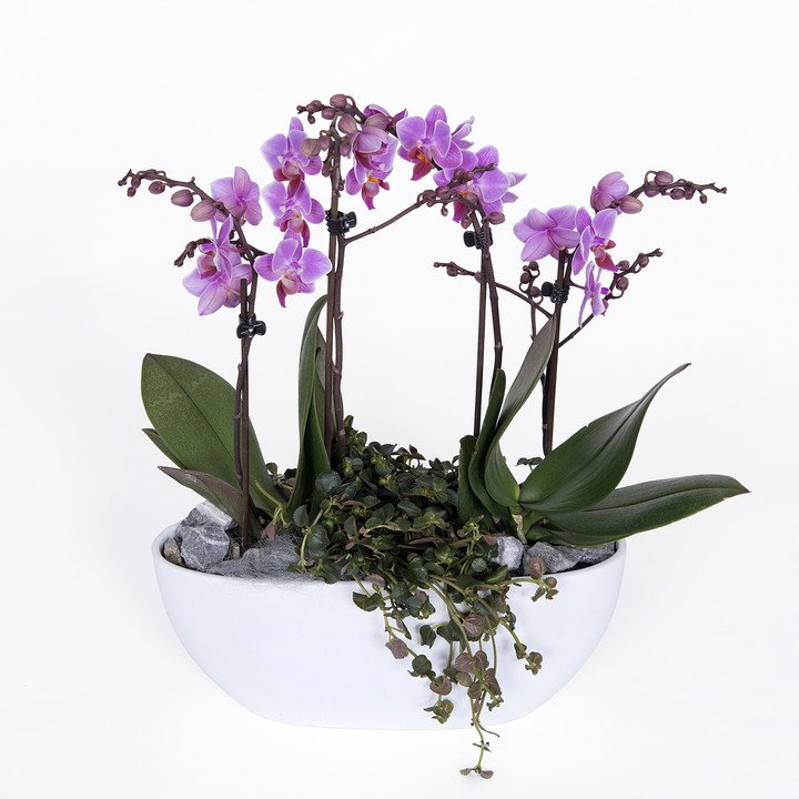 How To Care for Your New Orchid