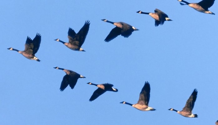 5 Things Geese Can Teach Us About Teamwork. By: Len Wilson
