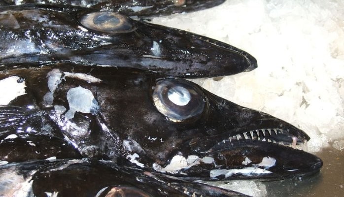 Espada - the ugly Madeiran fish that tastes delightful! 
