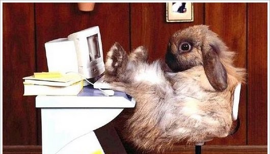 7 Things I Learned About Workplace Culture From Watching Rabbit Videos