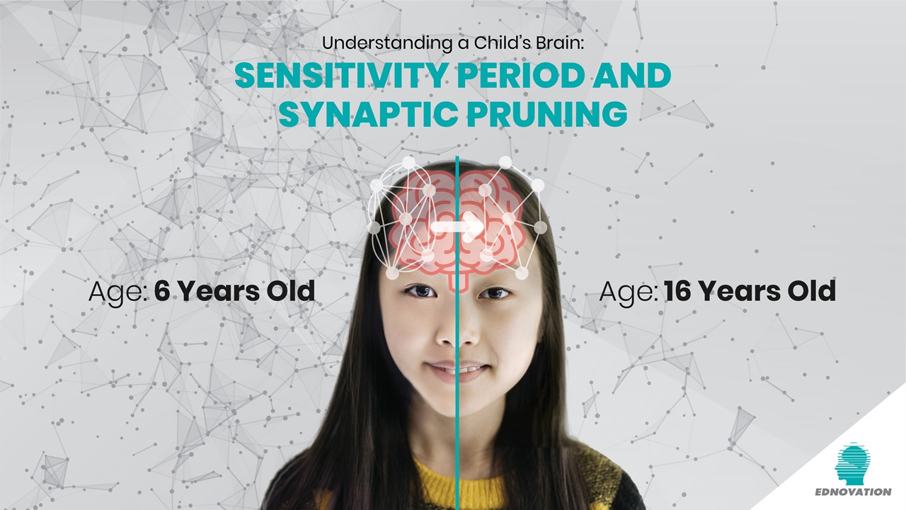 Understanding a Child's Brain: Sensitivity Period and Synaptic Pruning