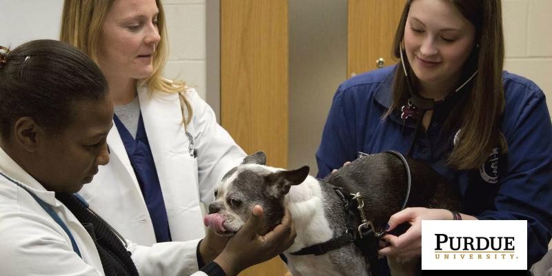 Carla Cavazos - Veterinary Technician - Voss Road Animal Clinic | LinkedIn