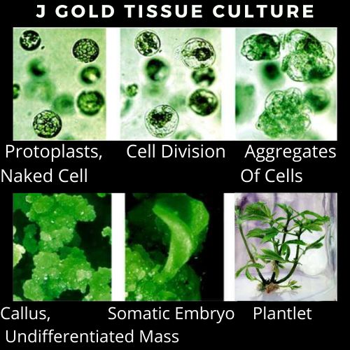 Marianne Hope-Slatter - Laboratory Specialist - Vitroflora - Plant Tissue  Culture Specialists | LinkedIn