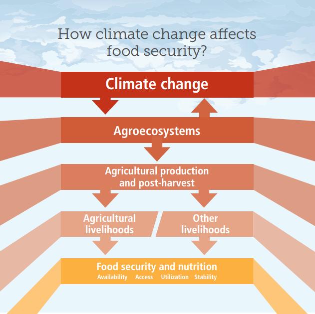Image result for Climate Crisis: Threat to Food Stability infographics