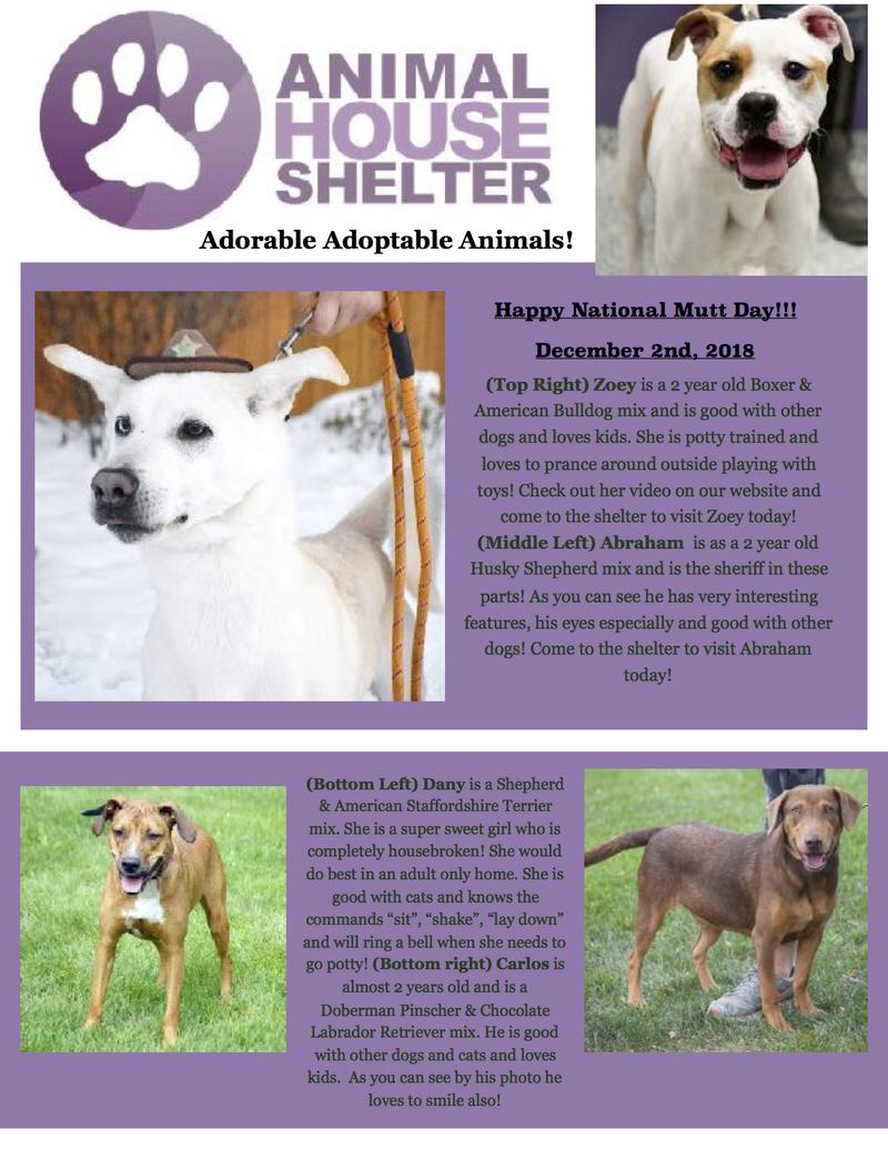 Animal House Shelter - Animal Shelter - Animal House Shelter Inc | LinkedIn