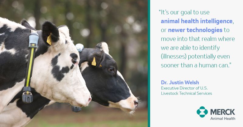 Merck Animal Health on LinkedIn: How many steps does a cow take in a day?  Wearable tech could transform…