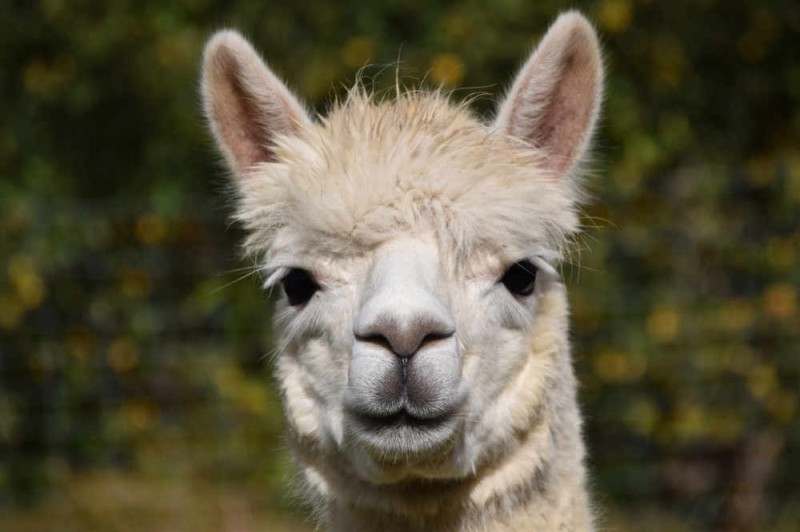 Love Alpaca wool yarn? Facts to consider when choosing a breeder