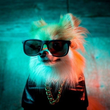 Pom Pom Chewy - Celebrity Dog - Woofstock | LinkedIn
