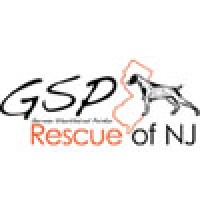 German Shorthaired Pointer Gsp Rescue Of Nj Linkedin