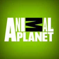 Animal Planet | LinkedIn