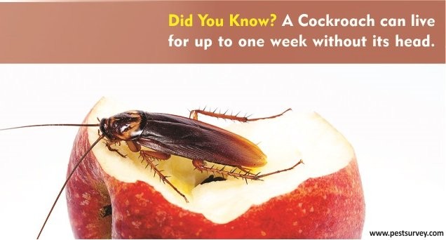 Cockroaches - Some Fascinating Facts