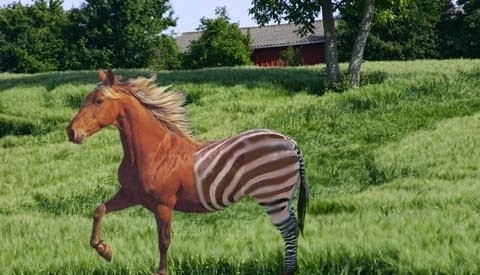 Can horses mate with zebras or any other animals ?