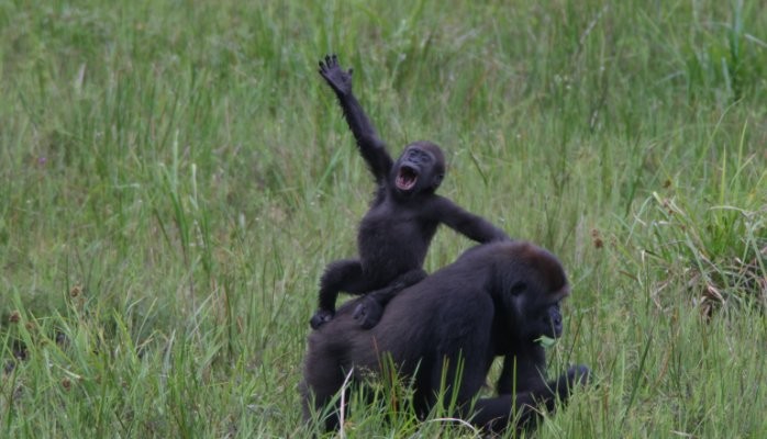 Plan It for the Apes: Sound Science Must Inform Any Plans to Vaccinate Gorillas or Chimps Against Ebola
