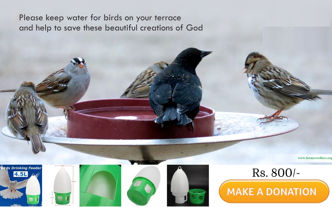 Protects and Save Birds and Stray Animals.