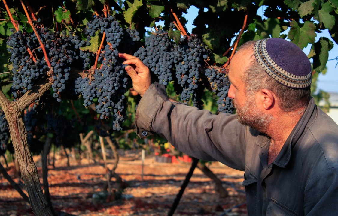 Wine and Prophecy: The Rebirth of Shomron