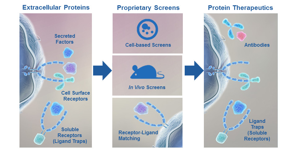 Introduction to Current and Future of Protein Therapeutics