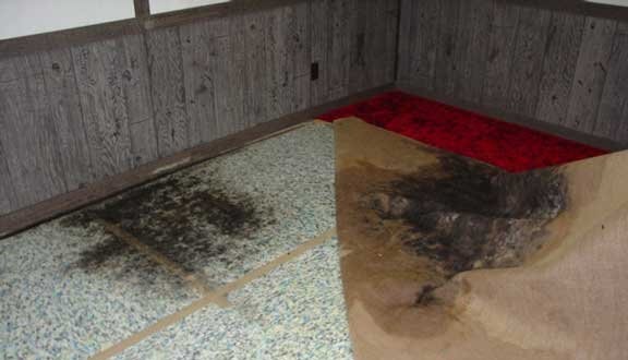 Mold Infested Carpets