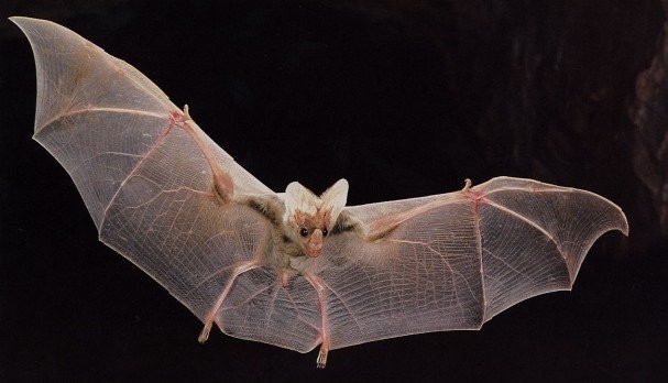 Cape York Ghost Bat joins threatened list as government considers new mine