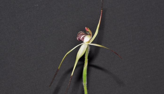 Recovering the Melblom's Spider-orchid