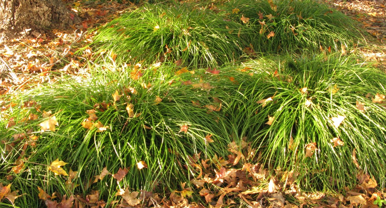Carex divulsa: A Workhorse Sedge with Style