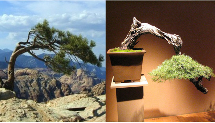 The dangers of confusing hobbies with business: a tale of bonsai and stunted trees