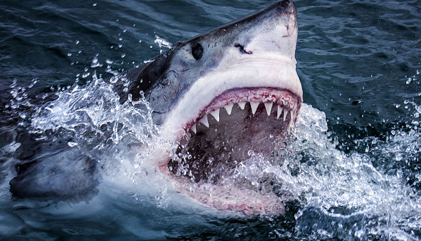 Shark Bait How To Avoid Being Eaten.