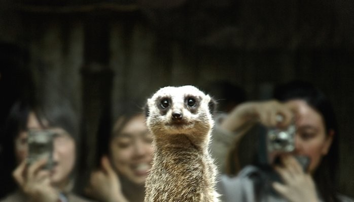 Why Meerkat and Periscope Are the Biggest Things Since, Well, Twitter 