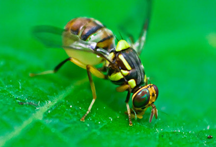 Pest of the month – Queensland Fruit Fly