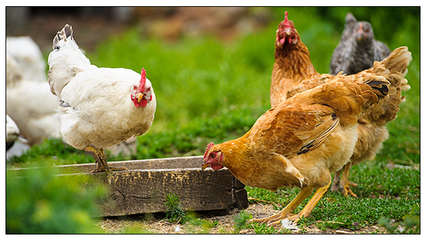 Free Range Poultry – The Organic Way to a Healthy Meal