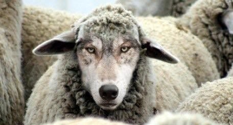 The Wolf in sheep's clothing (and how to spot one)