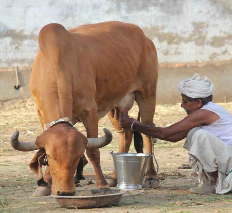 Advantages of Gir cow farming and how to increase the milk yield?